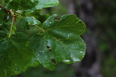 Acer opalus, photographed by CorentinD
