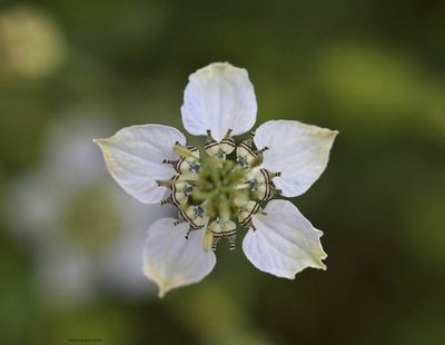 Nigella damascena, photographed by Mourad Harzallah