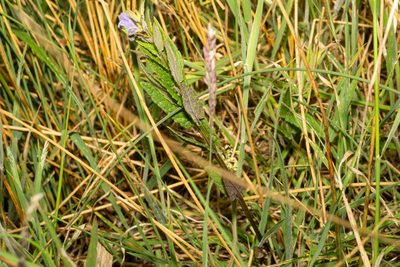 Scutellaria galericulata, photographed by Andrew Skotnicki