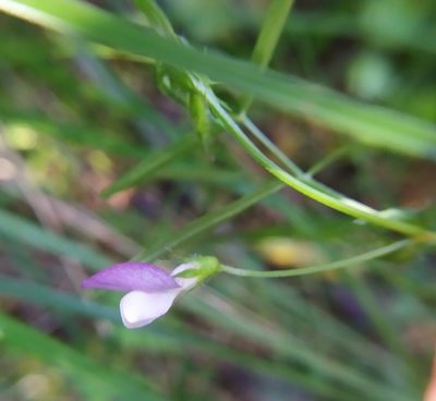 Vicia bithynica, photographed by carnifex