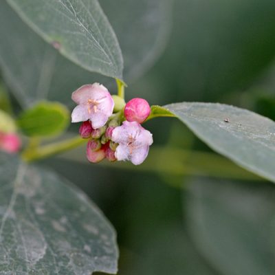 Symphoricarpos albus, photographed by Petr Harant