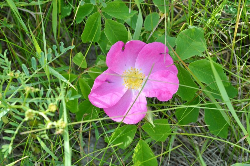 Rosa gallica, photographed by Petr Harant