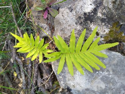Polypodium cambricum, photographed by carnifex