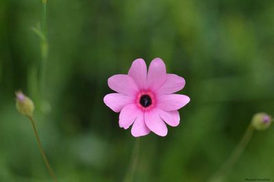 Eudianthe coeli-rosa, photographed by Mourad Harzallah