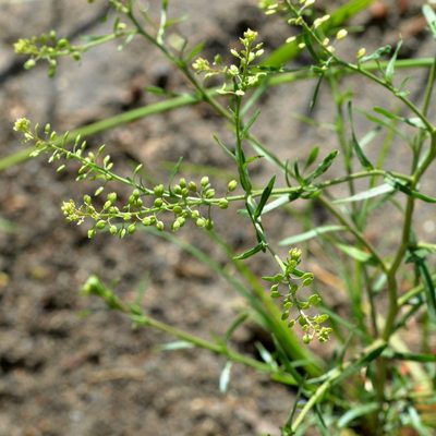 Lepidium ruderale, photographed by Petr Harant