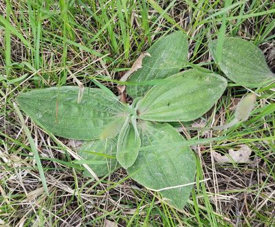 Plantago media, photographed by Yurii Basov