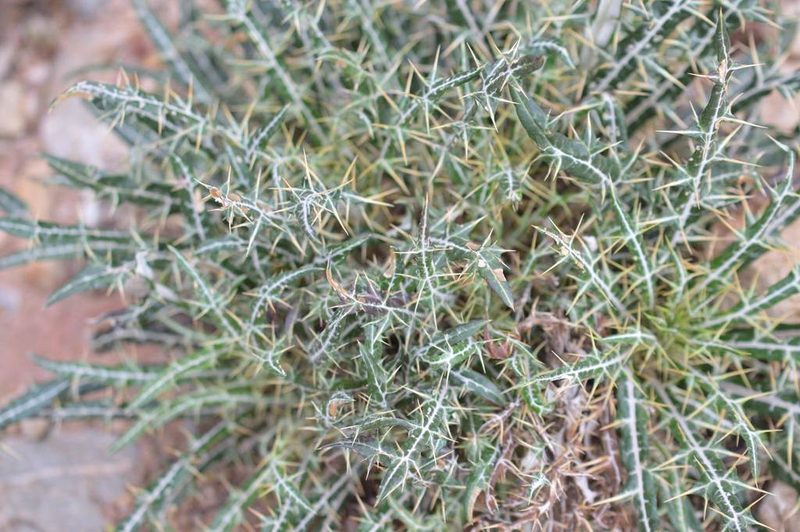 Galactites tomentosus, photographed by Mourad Harzallah
