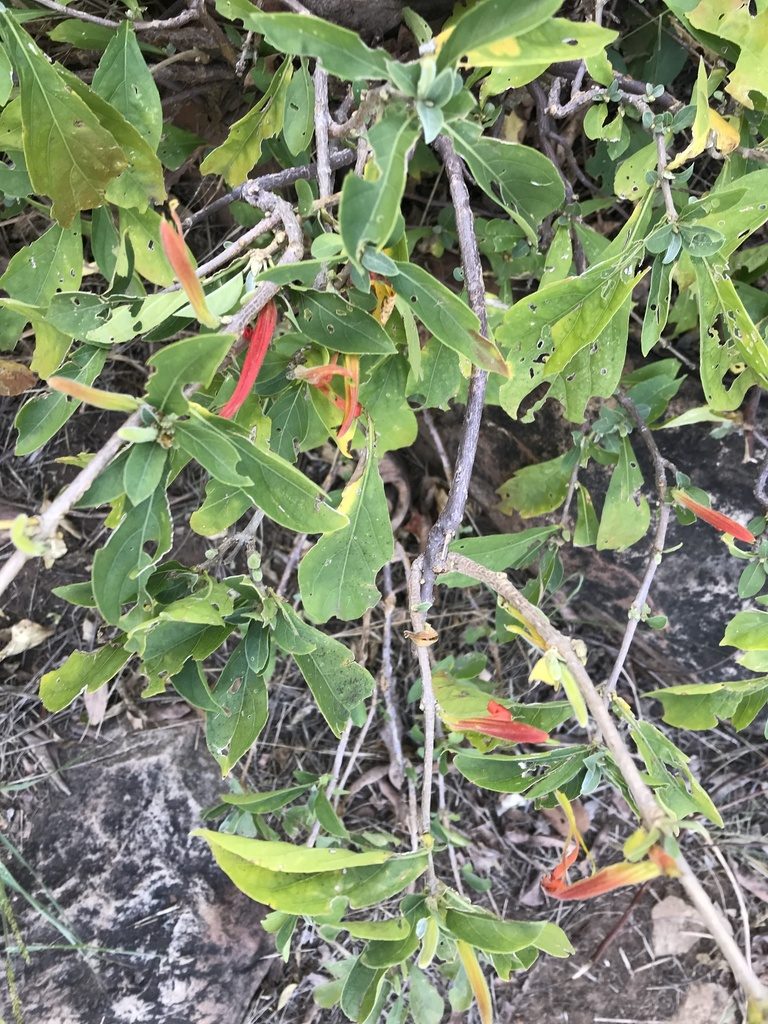 Anisotes rogersii, photographed by rosshawkins