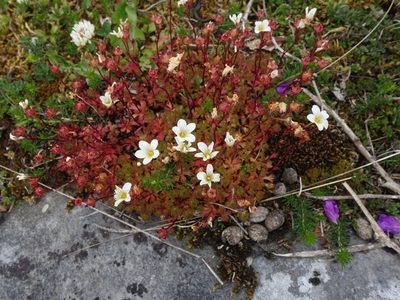 Saxifraga rosacea, photographed by Jamie O'Neill