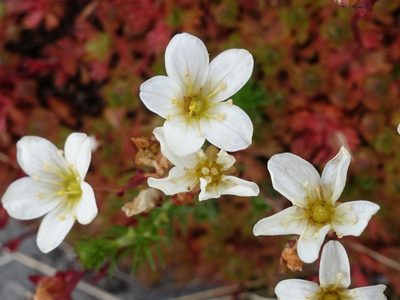 Saxifraga rosacea, photographed by Jamie O'Neill