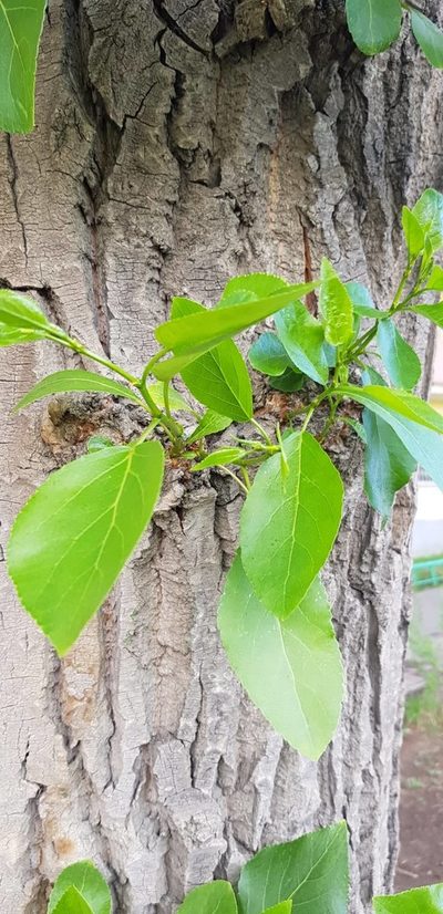 Populus laurifolia, photographed by Urgamal Magsar