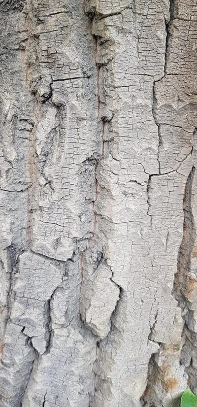 Populus laurifolia, photographed by Urgamal Magsar