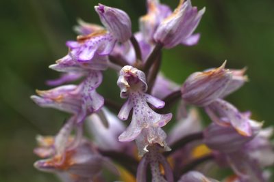 Orchis militaris, photographed by CorentinD