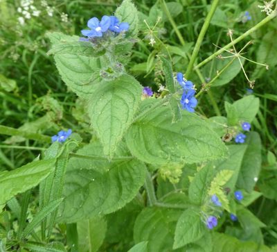 Pentaglottis sempervirens, photographed by kitbeard