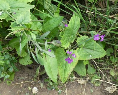 Lunaria annua, photographed by kitbeard