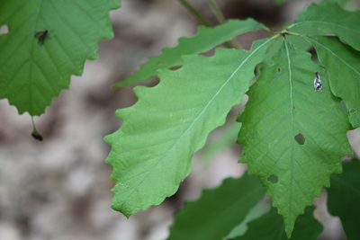 Quercus montana, photographed by Steven Lamonde