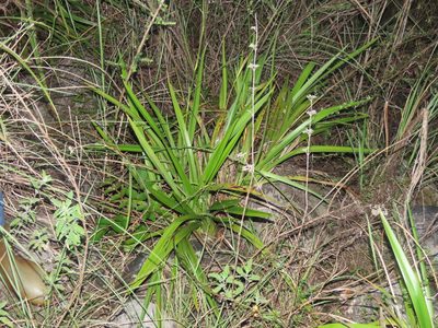 Dianella ensifolia, photographed by chiuluan