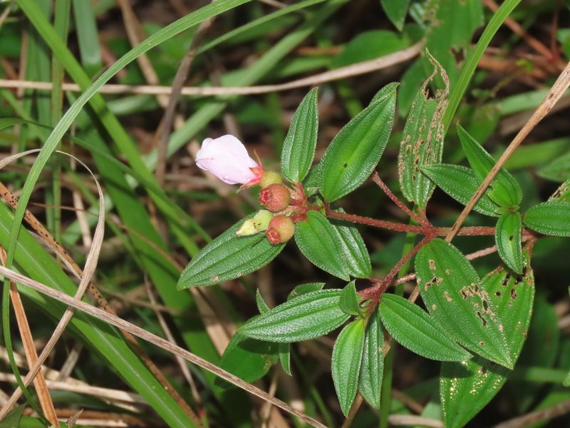 Melastoma scaberrimum, photographed by chiuluan