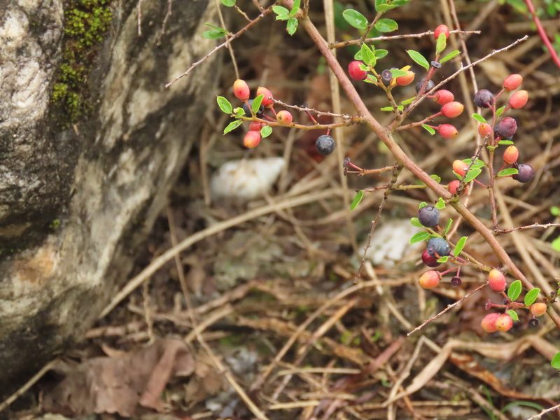 Berchemia lineata, photographed by chiuluan