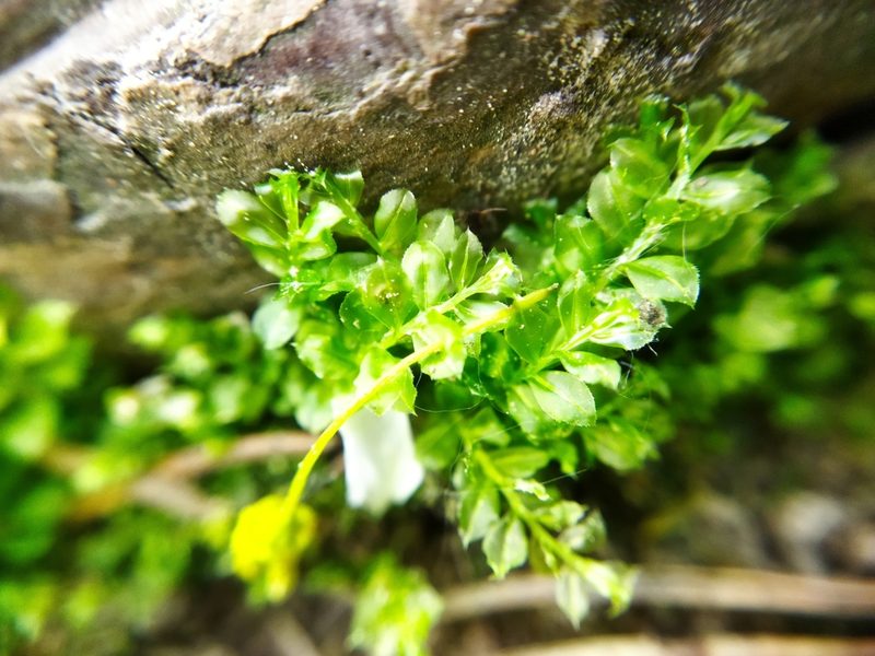 Plagiomnium cuspidatum, photographed by Evgenij Samarin