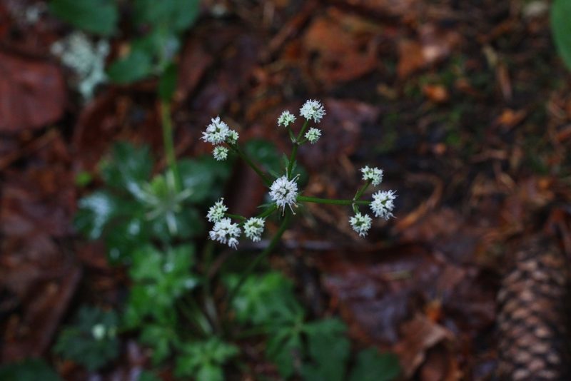 Sanicula europaea, photographed by CorentinD