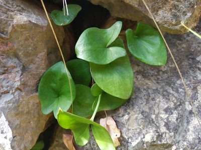 Arisarum vulgare, photographed by carnifex