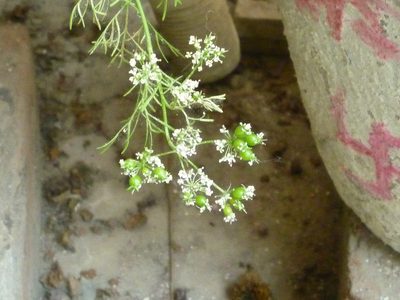 Coriandrum sativum, photographed by Mitul and Vijul Singh