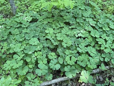Sanguinaria canadensis, photographed by Tom Scavo