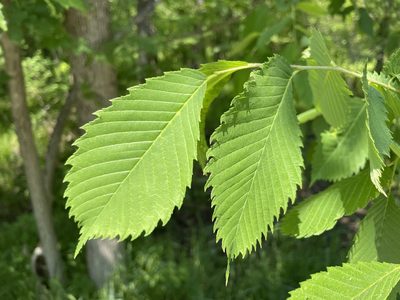 Ulmus americana, photographed by Tom Scavo