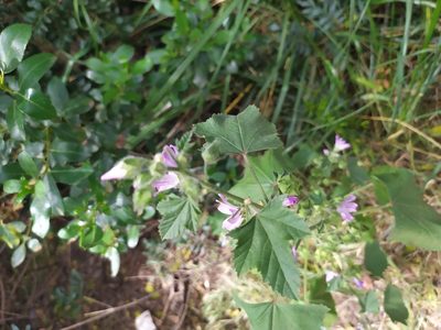 Malva multiflora, photographed by carnifex