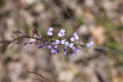 Stylidium amoenum, photographed by Hugo Innes