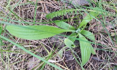 Plantago urvillei, photographed by Yurii Basov