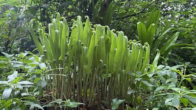 Asplenium scolopendrium, photographed by realgandy