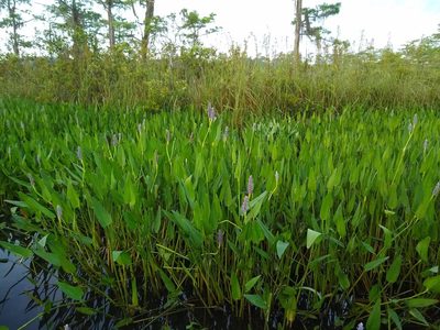 Pontederia cordata, photographed by Lauren McLaurin