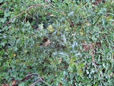 Ilex aquifolium, photographed by David Sankey