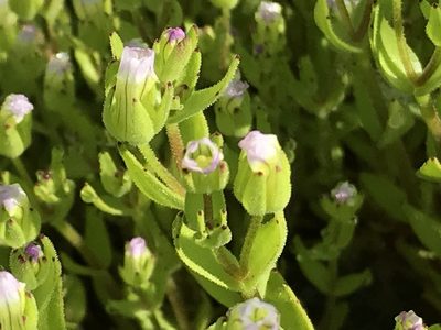 Gratiola ebracteata, photographed by Aaron Liston
