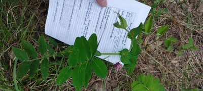 Lathyrus pisiformis, photographed by Yurii Basov