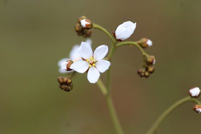 Drosera gigantea, photographed by Hugo Innes