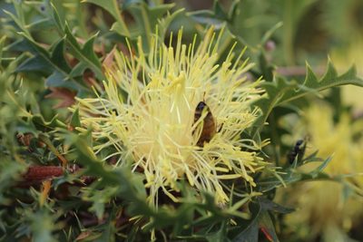 Banksia armata, photographed by Hugo Innes