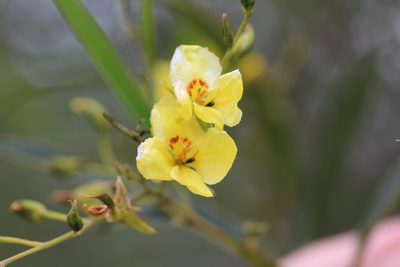 Labichea lanceolata, photographed by Hugo Innes
