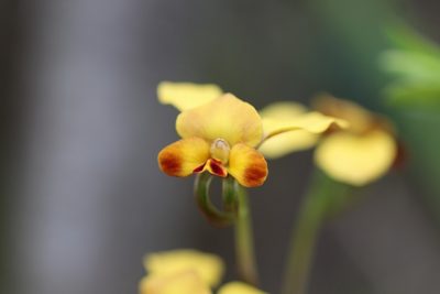 Diuris porrifolia, photographed by Hugo Innes
