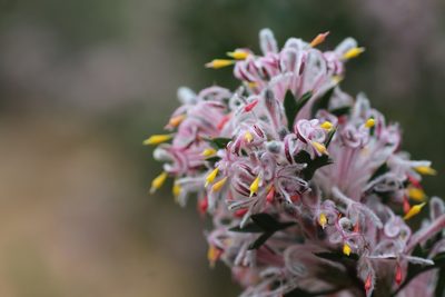 Petrophile biloba, photographed by Hugo Innes
