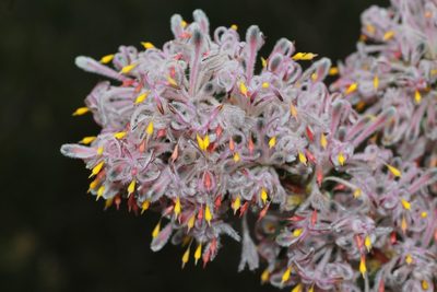 Petrophile biloba, photographed by Hugo Innes