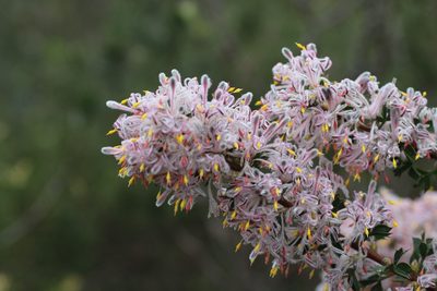 Petrophile biloba, photographed by Hugo Innes