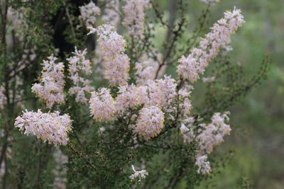 Petrophile biloba, photographed by Hugo Innes