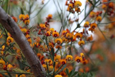 Daviesia horrida, photographed by Hugo Innes