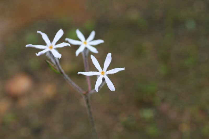 Tribonanthes longipetala, photographed by Hugo Innes
