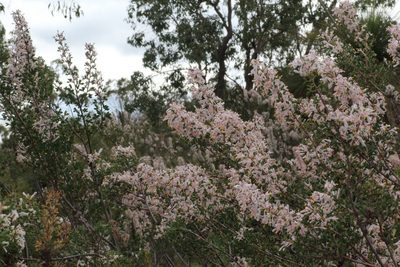 Petrophile biloba, photographed by Hugo Innes