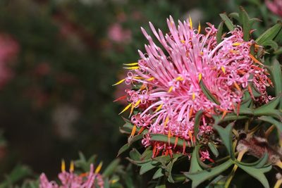 Isopogon dubius, photographed by Hugo Innes