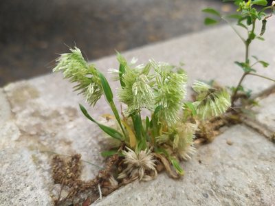 Lamarckia aurea, photographed by carnifex